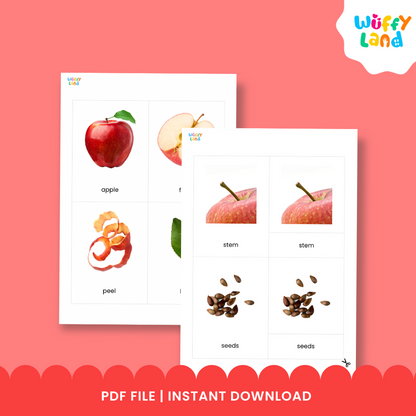 A set of apple anatomy flashcards showing realistic illustrations of apple parts such as the peel, leaf, seeds, and the whole apple. Includes three-part cards with matching labels for each part, designed for Montessori-style hands-on learning activities. Perfect for teaching children apple anatomy and vocabulary.