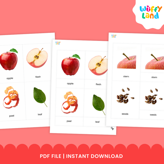 A set of apple anatomy flashcards showing realistic illustrations of apple parts such as the peel, leaf, seeds, and the whole apple. Includes three-part cards with matching labels for each part, designed for Montessori-style hands-on learning activities. Perfect for teaching children apple anatomy and vocabulary.