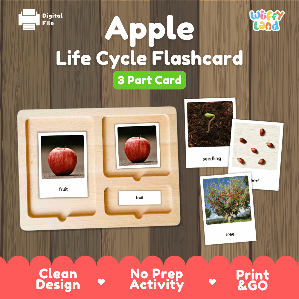 Apple Life Cycle Flashcard educational activity set by Wiffy Land, featuring a wooden 3-part card tray with photos of an apple as fruit, a seedling, and a tree, displayed on a wood-grain background.
