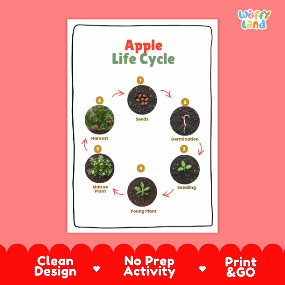 Apple Lifecycle Poster and Cut and Paste Activity Worksheets | Plant Science Printables
