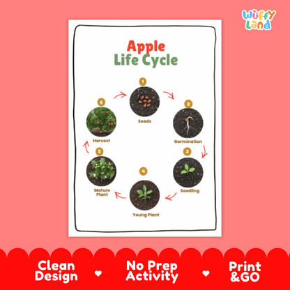 Apple Lifecycle Poster and Cut and Paste Activity Worksheets | Plant Science Printables