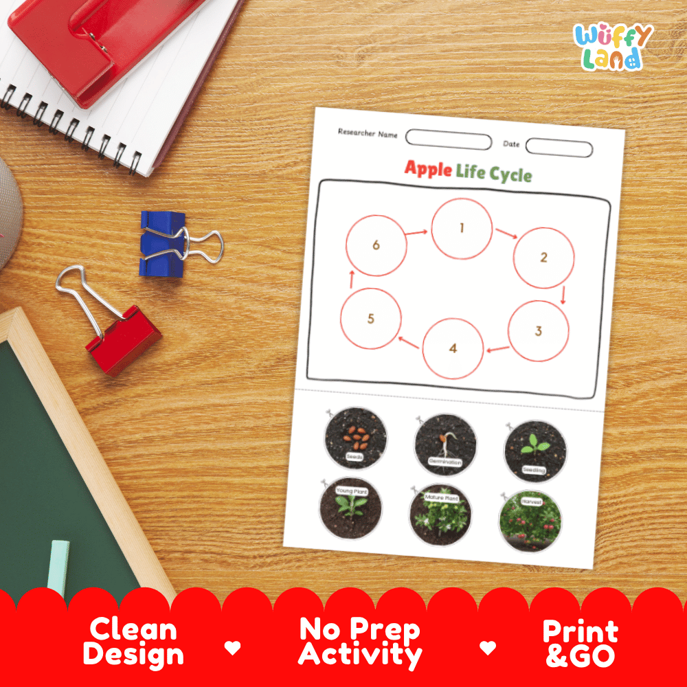 Apple Lifecycle Poster and Cut and Paste Activity Worksheets | Plant Science Printables