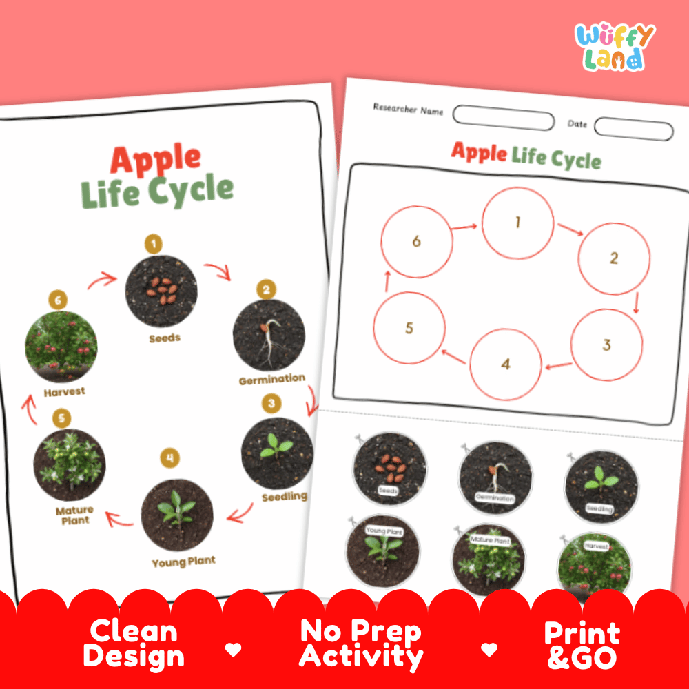 Apple Lifecycle Poster and Cut and Paste Activity Worksheets | Plant Science Printables