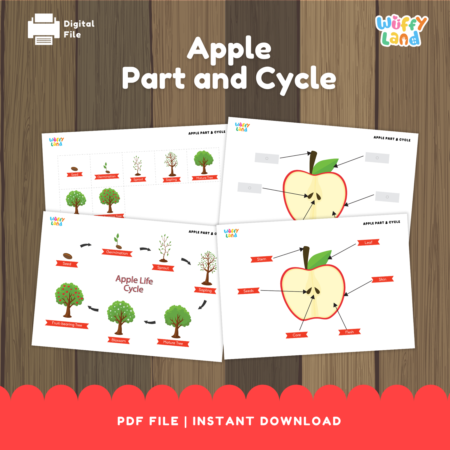 Illustrated apple-themed educational worksheets showing the parts of an apple and the apple life cycle. Includes diagrams of apple seeds, germination, sprout, sapling, mature tree, blossoming tree, and fruit-bearing tree, as well as labeled apple parts such as leaf, stem, skin, seeds, core, and flesh