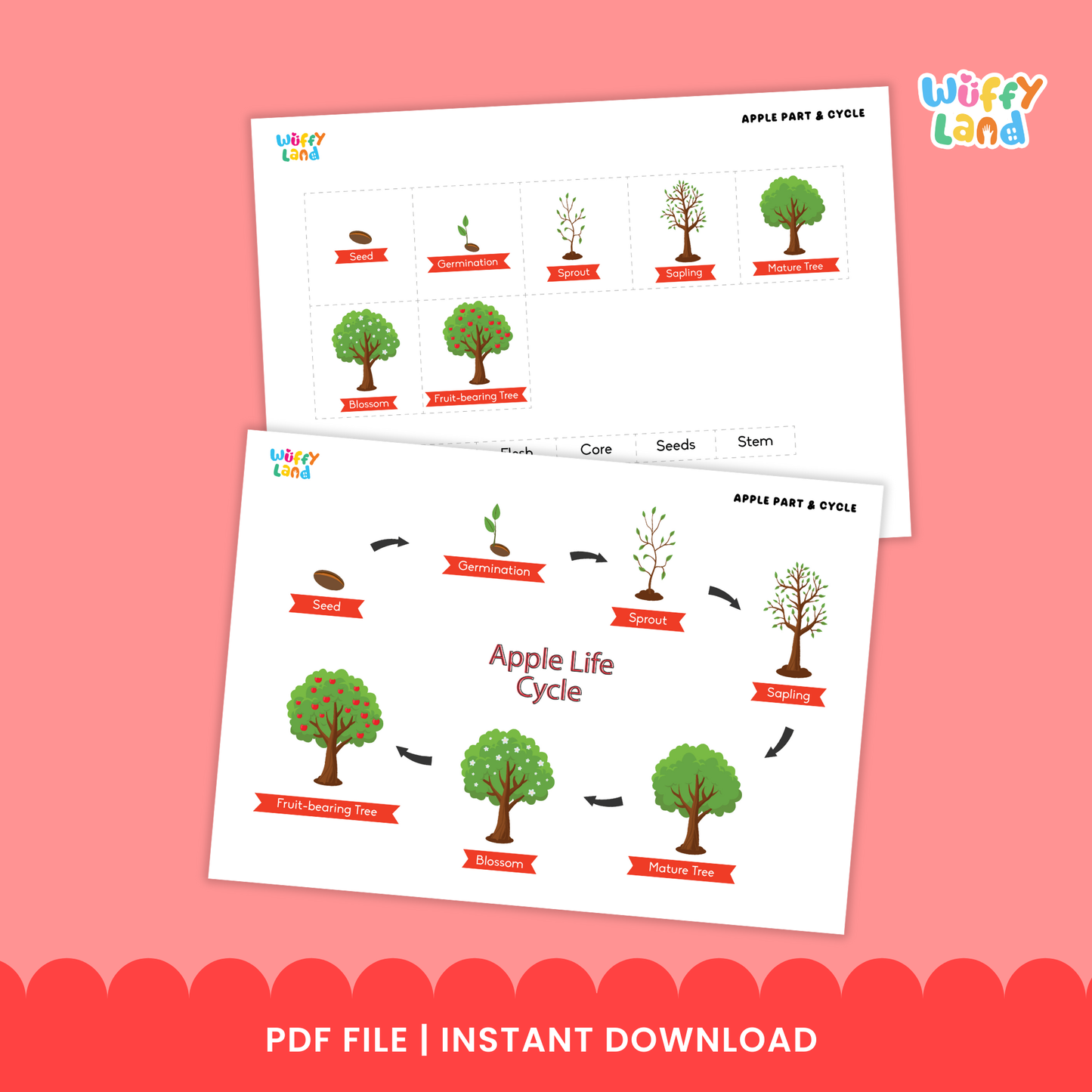 Illustrated apple-themed educational worksheets showing the parts of an apple and the apple life cycle. Includes diagrams of apple seeds, germination, sprout, sapling, mature tree, blossoming tree, and fruit-bearing tree, as well as labeled apple parts such as leaf, stem, skin, seeds, core, and flesh