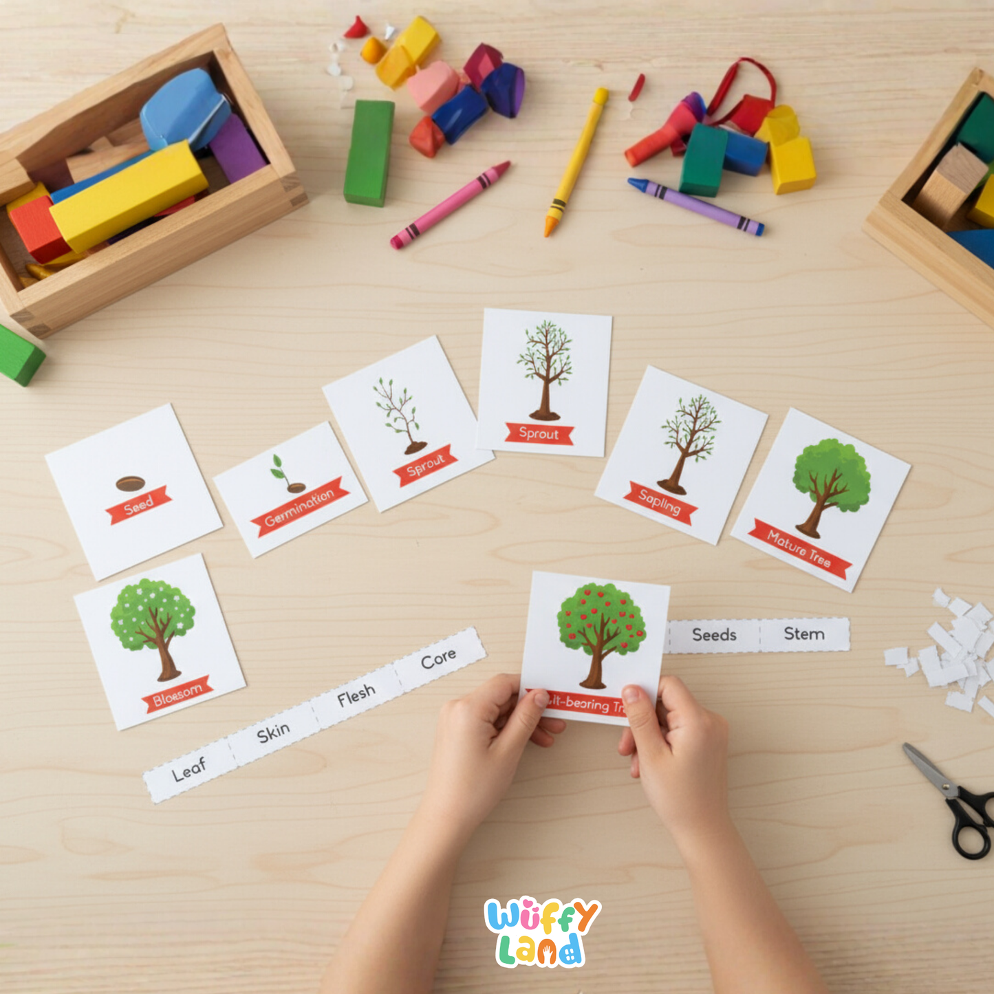 Illustrated apple-themed educational worksheets showing the parts of an apple and the apple life cycle. Includes diagrams of apple seeds, germination, sprout, sapling, mature tree, blossoming tree, and fruit-bearing tree, as well as labeled apple parts such as leaf, stem, skin, seeds, core, and flesh