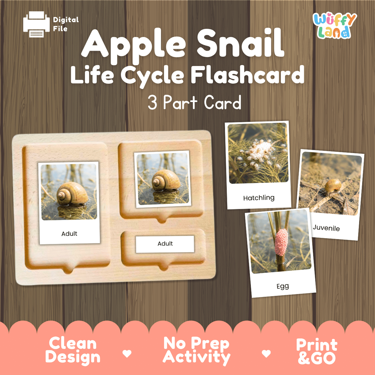 Apple Snail Life Cycle Flashcards | Montessori 3 Part Cards Science Activity