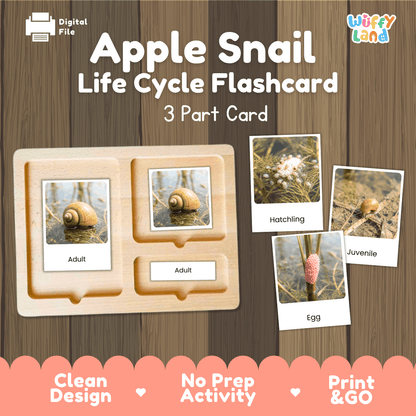 Apple Snail Life Cycle Flashcards | Montessori 3 Part Cards Science Activity