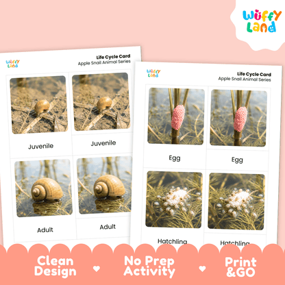 Apple Snail Life Cycle Flashcards | Montessori 3 Part Cards Science Activity