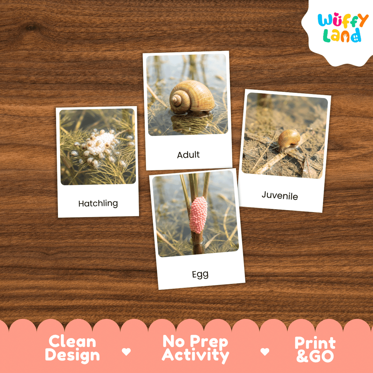 Four printed activity cards about snails arranged on a brown wood surface, with the brand logo 'Wuffy Land' in the top right. The cards show labeled photos of a hatchling, adult snail, egg, and juvenile snail, plus text reading 'Hatchling,' 'Adult,' 'Juvenile,' and 'Egg.