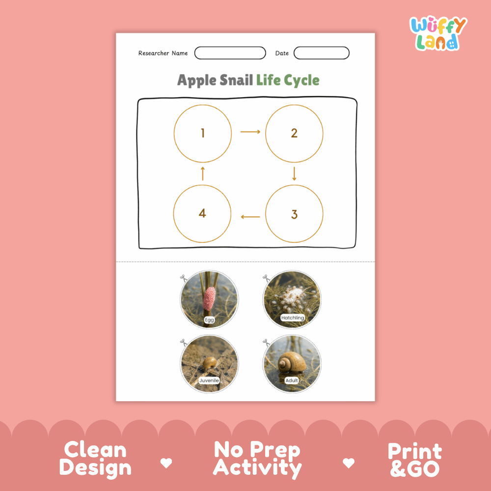 Apple Snail Life Cycle Poster and Cut and Paste Activity Worksheets