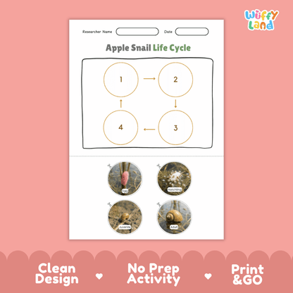 Apple Snail Life Cycle Poster and Cut and Paste Activity Worksheets