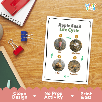 Apple Snail Life Cycle Poster and Cut and Paste Activity Worksheets