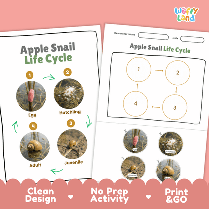 Apple Snail Life Cycle Poster and Cut and Paste Activity Worksheets