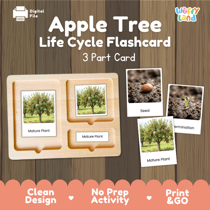 Apple Tree Life Cycle Flashcards | 3 Part Cards Montessori Science Activity