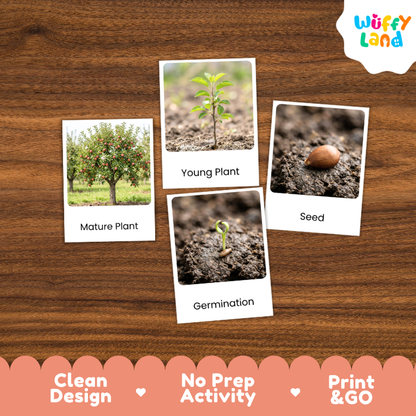 Apple Tree Life Cycle Flashcards | 3 Part Cards Montessori Science Activity