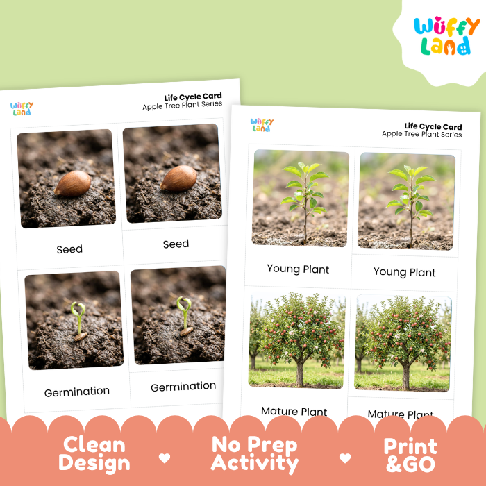 Apple Tree Life Cycle Flashcards | 3 Part Cards Montessori Science Activity