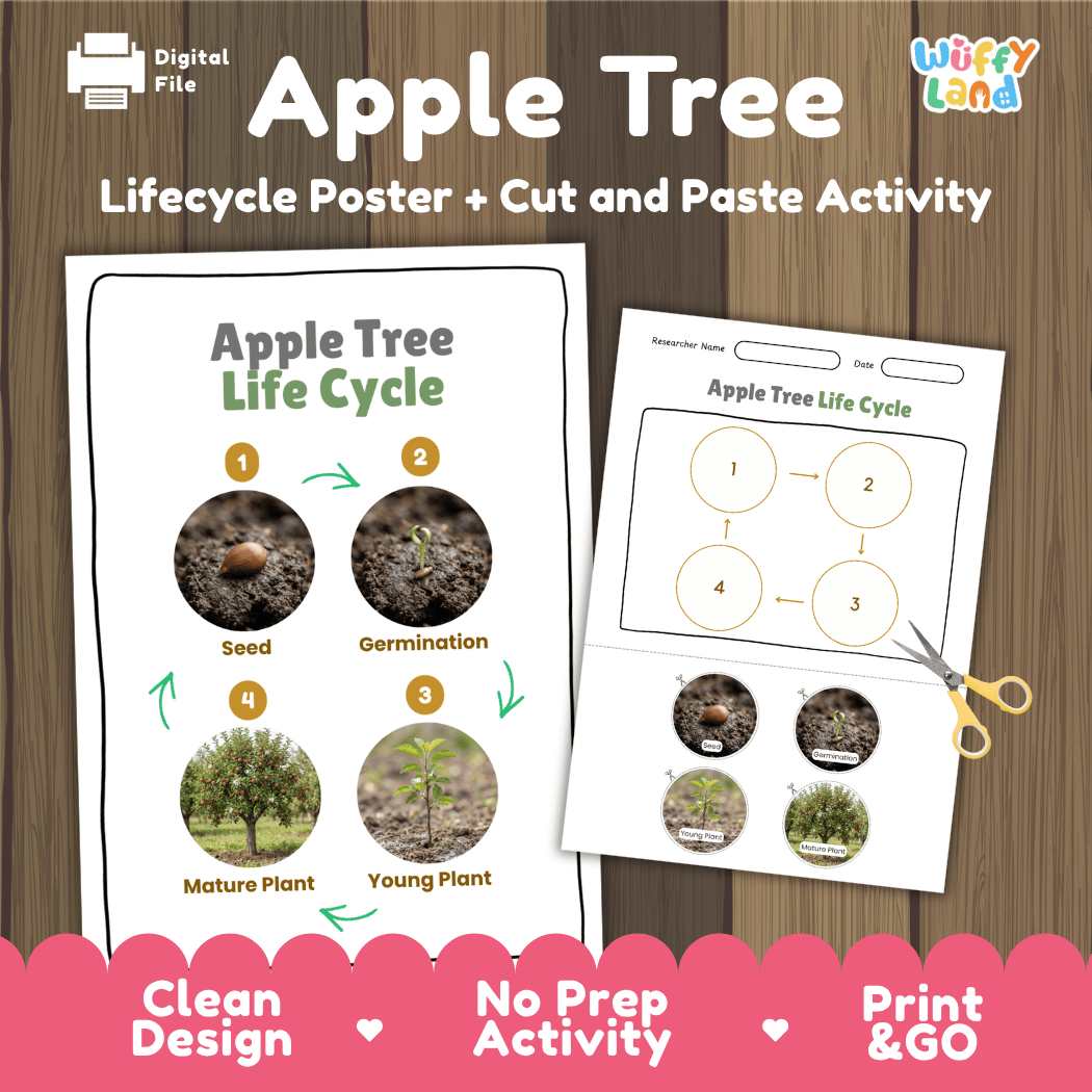 Apple Tree Life Cycle Poster and Cut and Paste Activity Worksheet