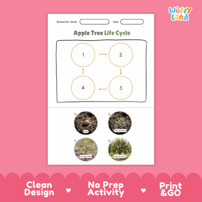 Apple Tree Life Cycle Poster and Cut and Paste Activity Worksheet
