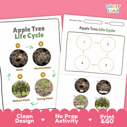 Apple Tree Life Cycle Poster and Cut and Paste Activity Worksheet
