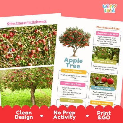 Apple Tree Plant Research Page Worksheets and Graphic Organizers