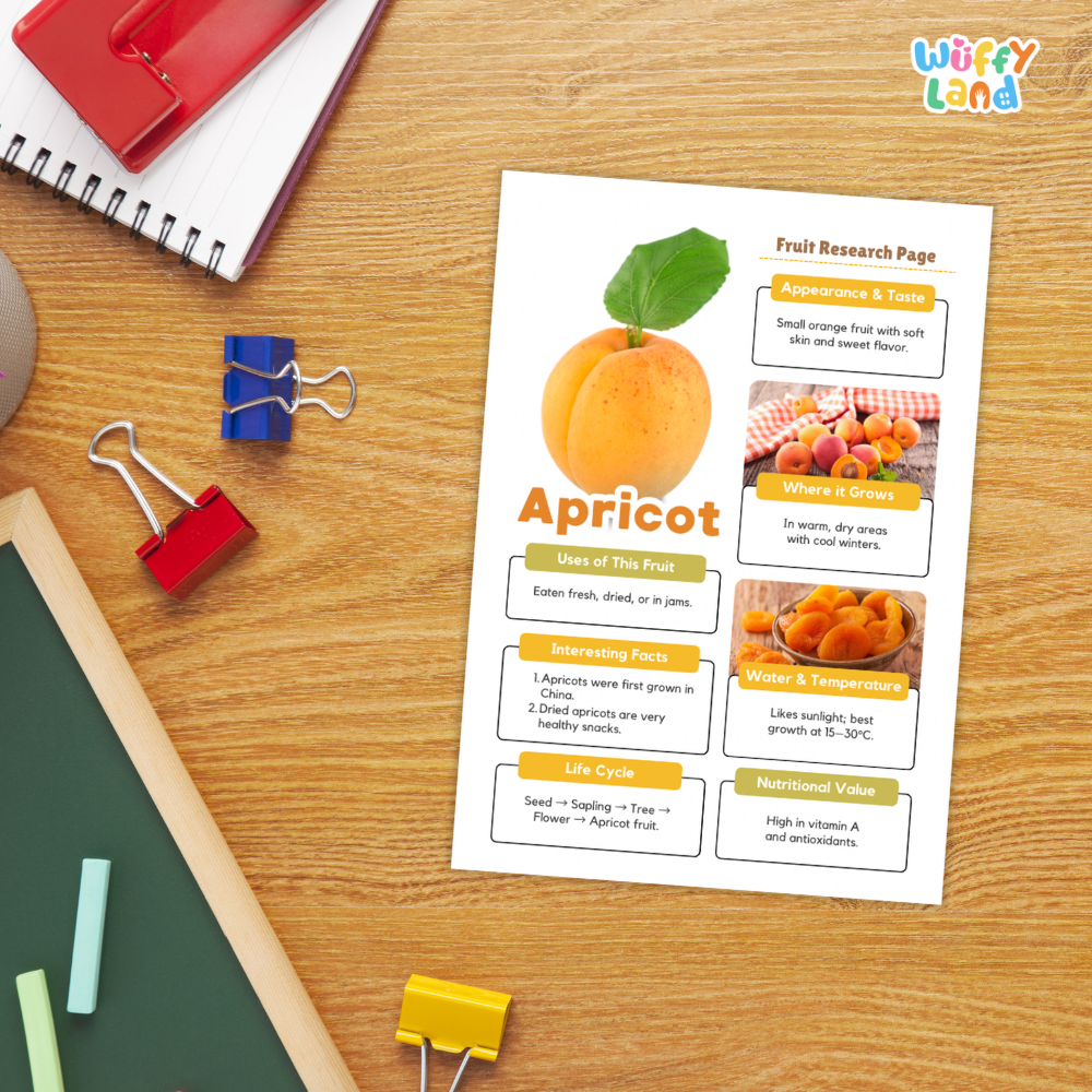A printed apricot fruit research page laid on a wooden desk, surrounded by school-style props including a spiral notebook, binder clips, chalk, and a green board. The page shows a large apricot photo, text boxes, and headings including 'Fruit Research Page' and 'Apricot.