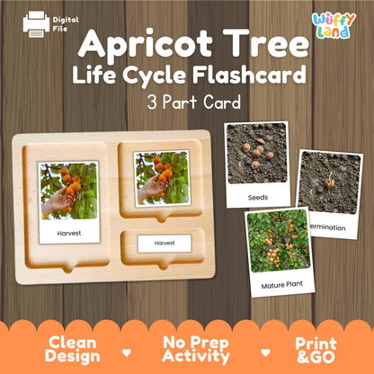Apricot Tree Life Cycle Flashcards | Montessori 3 Part Cards Science Activity