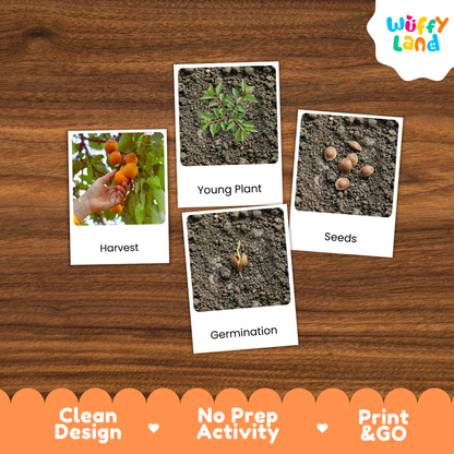 Four educational activity cards about planting and harvesting arranged on a brown wood-grain background. The cards show a hand harvesting orange fruit labeled 'Harvest,' a small green plant labeled 'Young Plant,' seeds labeled 'Seeds,' and a sprout labeled 'Germination.
