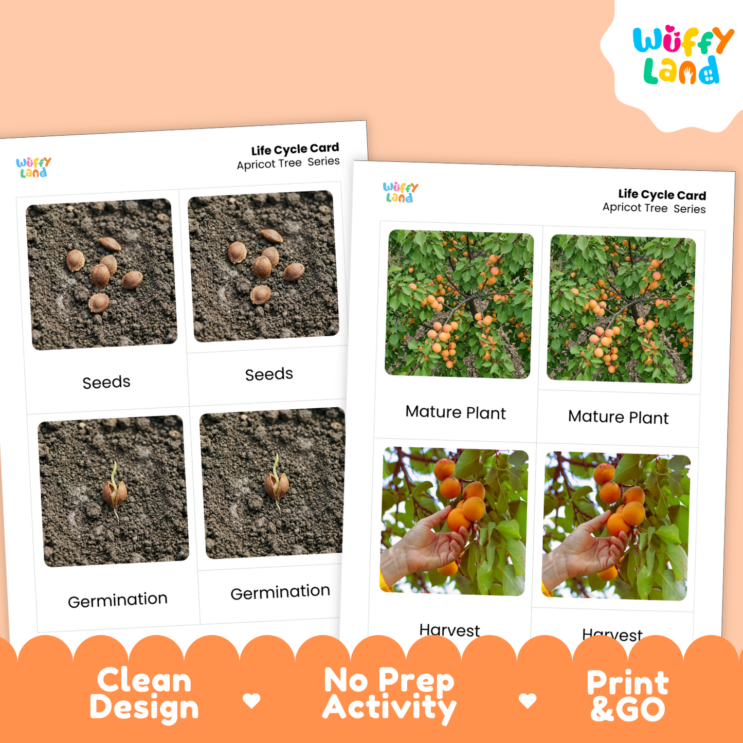 Two printed activity cards for an apricot tree life cycle, shown on a peach background with an orange banner reading 'Clean Design', 'No Prep Activity', and 'Print & GO'. The cards feature labeled photos of seeds, germination, mature plant, and harvest.
