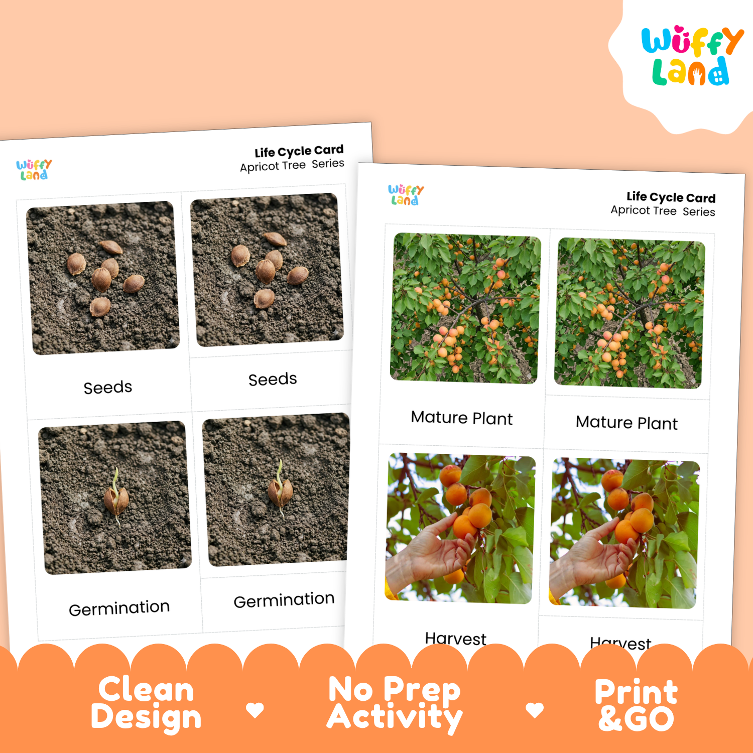 Two printed activity cards for an apricot tree life cycle, shown on a peach background with an orange banner reading 'Clean Design', 'No Prep Activity', and 'Print & GO'. The cards feature labeled photos of seeds, germination, mature plant, and harvest.