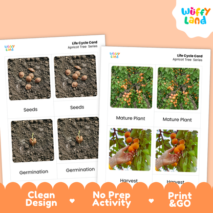 Two printed activity cards for an apricot tree life cycle, shown on a peach background with an orange banner reading 'Clean Design', 'No Prep Activity', and 'Print & GO'. The cards feature labeled photos of seeds, germination, mature plant, and harvest.