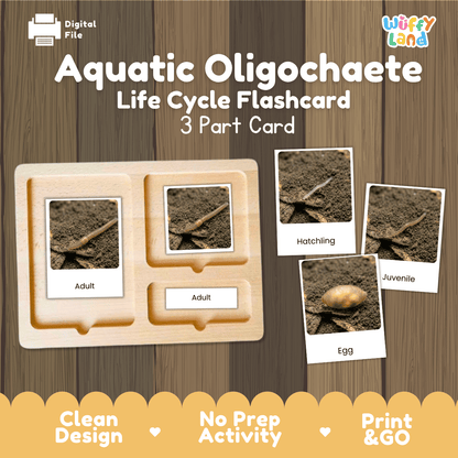 Aquatic Oligochaete Life Cycle Flashcard set by Wiffy Land, showing a 3-part wooden card tray with labeled stages (Adult, Hatchling, Juvenile, Egg) over a wood-grain background.