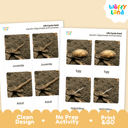 Aquatic Oligochaete Life Cycle Flashcards | Montessori 3 Part Cards Science Activity