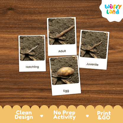Four labeled activity cards showing a small creature in soil, labeled Hatchling, Adult, Juvenile, and Egg, arranged on a wood background. The Wuffy Land logo appears in the top right, and a banner at the bottom reads Clean Design, No Prep Activity, and Print & GO.