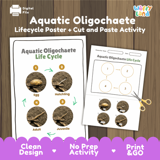 Aquatic Oligochaete Life Cycle Poster and Cut and Paste Activity Worksheets