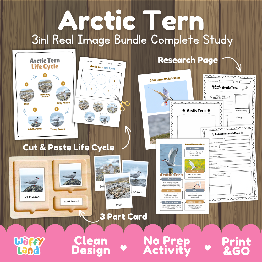 Arctic Tern 3-in-1 real image bundle complete study cover showing cut and paste life cycle, 3 part cards, and research pages