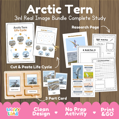 Arctic Tern 3-in-1 real image bundle complete study cover showing cut and paste life cycle, 3 part cards, and research pages