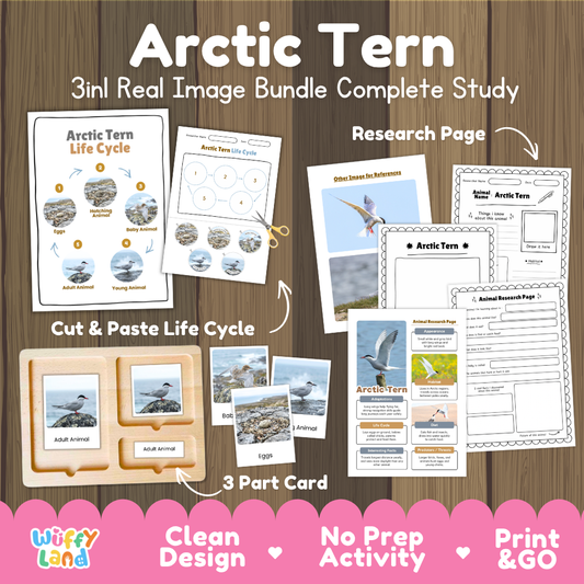 Arctic Tern 3-in-1 real image bundle complete study cover showing cut and paste life cycle, 3 part cards, and research pages
