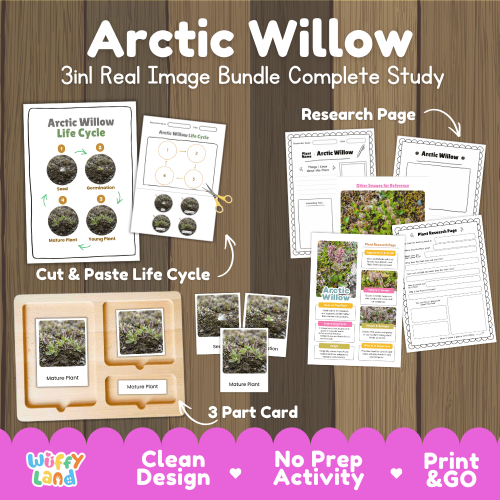 Arctic willow plant 3in1 real image bundle complete study printable featuring life cycle cut and paste worksheets, Montessori 3-part cards, and research pages