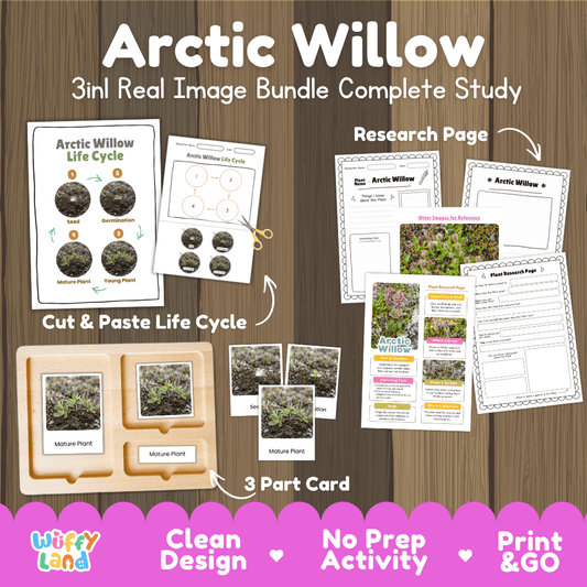 Arctic willow plant 3in1 real image bundle complete study printable featuring life cycle cut and paste worksheets, Montessori 3-part cards, and research pages