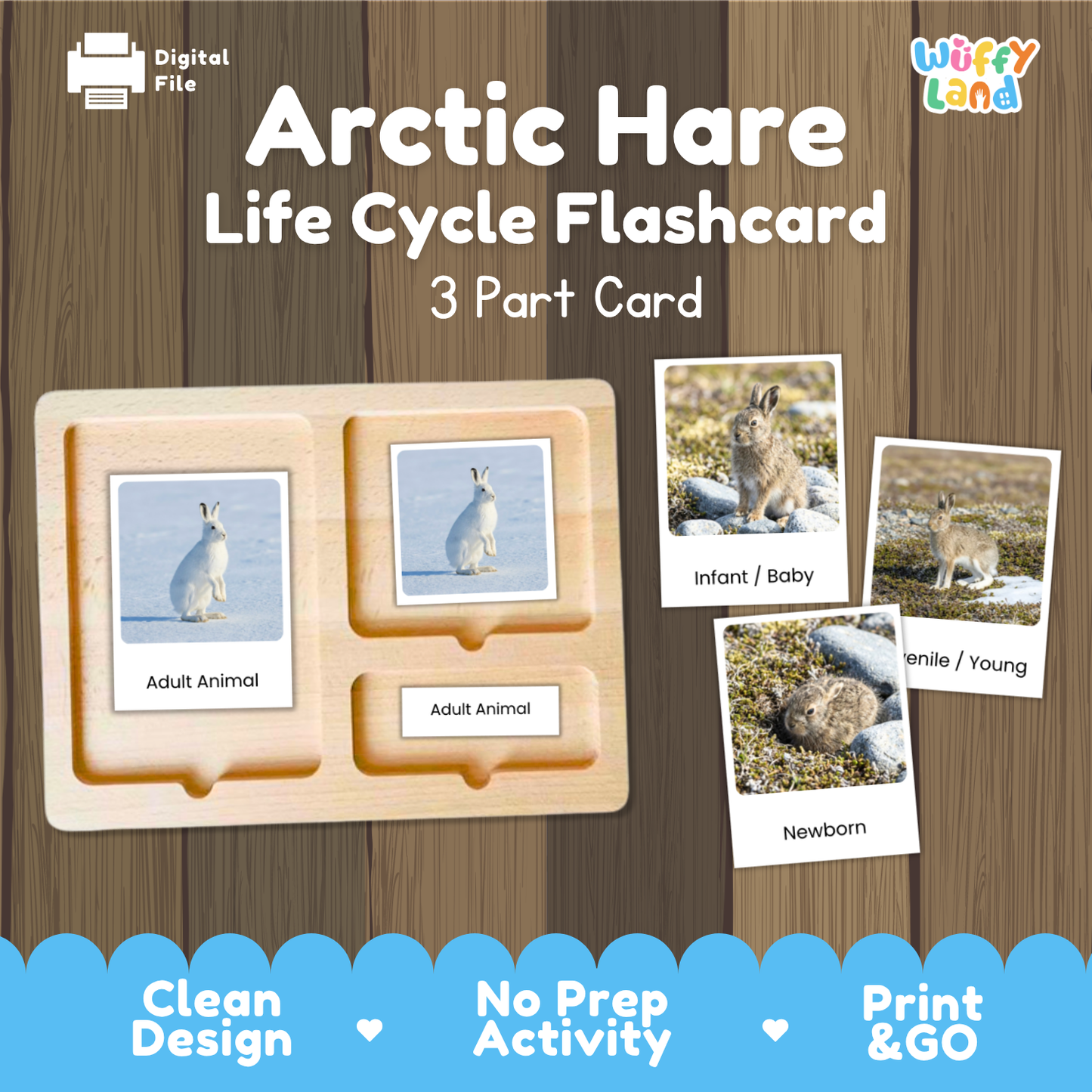 Arctic Hare Life Cycle Flashcard set by Wiffy Land, featuring a wooden 3-part card tray with labeled slots for Adult Animal, Adult Animal, and Newborn, alongside sample flashcards showing infant, adult, and newborn arctic hares on a wood-textured background.