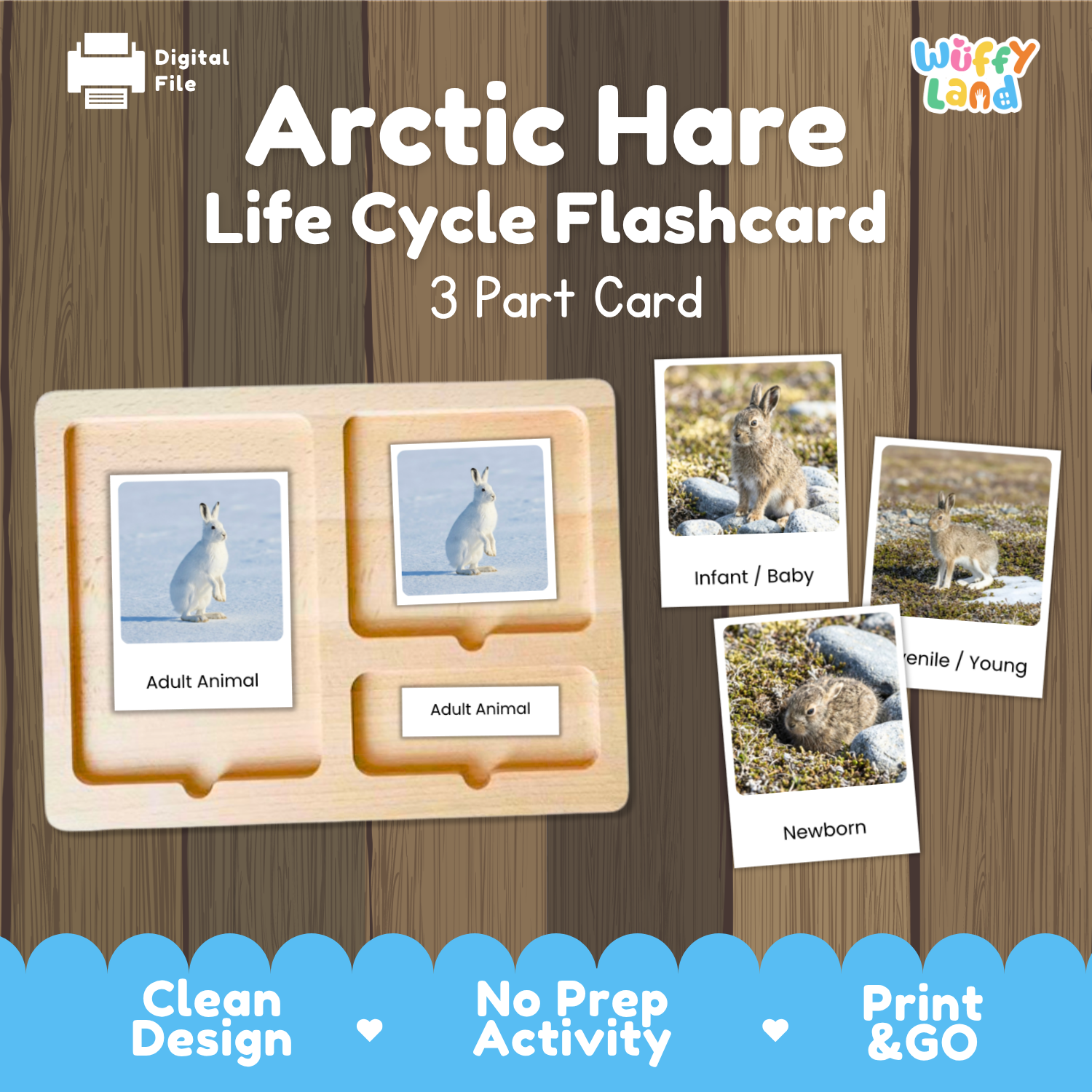 Arctic Hare Life Cycle Flashcard set by Wiffy Land, featuring a wooden 3-part card tray with labeled slots for Adult Animal, Adult Animal, and Newborn, alongside sample flashcards showing infant, adult, and newborn arctic hares on a wood-textured background.