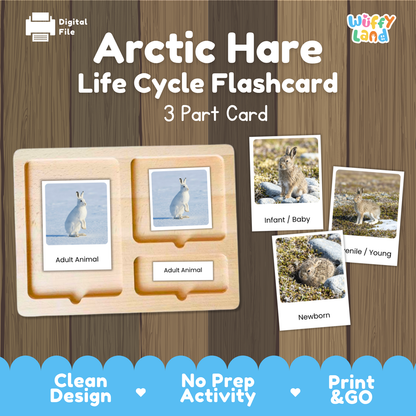 Arctic Hare Life Cycle Flashcard set by Wiffy Land, featuring a wooden 3-part card tray with labeled slots for Adult Animal, Adult Animal, and Newborn, alongside sample flashcards showing infant, adult, and newborn arctic hares on a wood-textured background.
