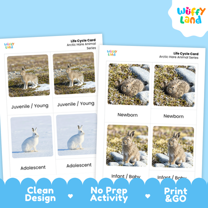Two printed Life Cycle Cards for Arctic Hare Animal Series shown on a light blue background. The cards feature labeled photos of hare life stages: Juvenile/Young, Adolescent, Newborn, and Infant/Baby.