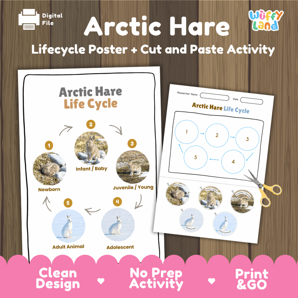 Arctic Hare Life Cycle Poster and Cut and Paste Worksheet Activity