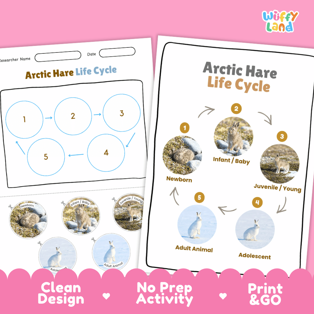 Arctic Hare Life Cycle Poster and Cut and Paste Worksheet Activity