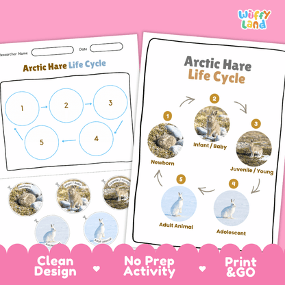 Arctic Hare Life Cycle Poster and Cut and Paste Worksheet Activity