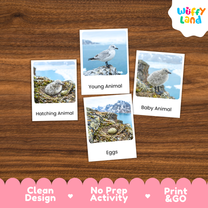 Arctic Seagull Life Cycle Flashcards | Montessori 3 Part Cards Science Activity