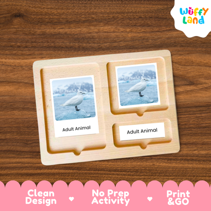 Arctic Seagull Life Cycle Flashcards | Montessori 3 Part Cards Science Activity