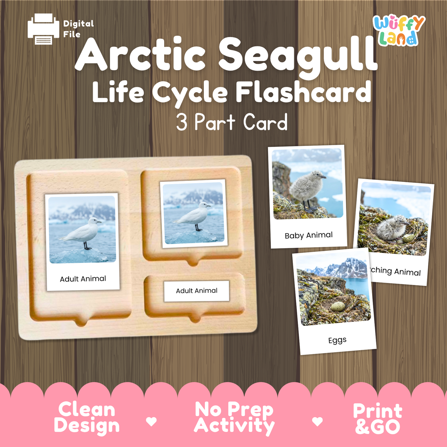 Arctic Seagull Life Cycle Flashcards | Montessori 3 Part Cards Science Activity